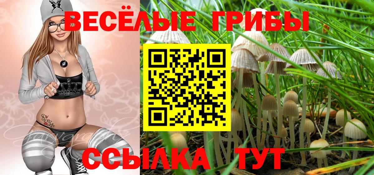 Псилоцибиновые грибы Psilocybe Новодвинск